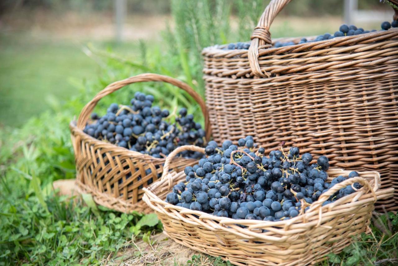 Montalto delle Marche Recchi Franceschini Bike Hotel Last - Minute - Availability מראה חיצוני תמונה